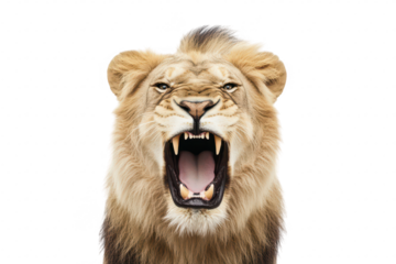 A powerful lion roaring fiercely. its majestic mane and sharp teeth against a plain white background. symbolizing strength and dominance in nature
