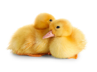 Cute ducklings on white background