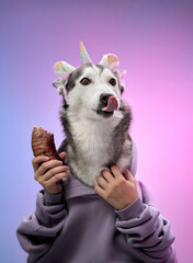 A Siberian Husky dressed in a unicorn costume holds a bone in its paws, posed against a vibrant pink and blue gradient backdrop. The whimsical outfit and playful theme create a fun scene.