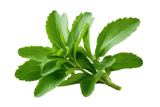 Stevia plant leaves with serrated edges on black background green herb, Isolated On Transparent Background, Png