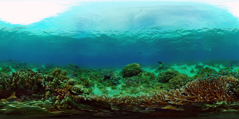 Obraz premium Reef Marine Underwater Scene. Tropical underwater sea fish. Philippines. Virtual Reality 360.