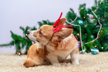 Corgi puppy with red antlers by christmas tree