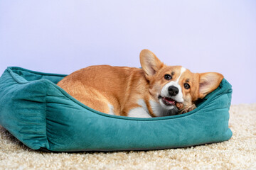 Adorable corgi relaxing in a cozy pet bed on soft carpet