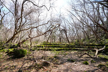 bare old trees in wild forest
