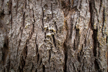 Close-up macro of weathered tree bark texture with deep, rugged, vertical ridges. Natural gray and brown abstract background or wallpaper.