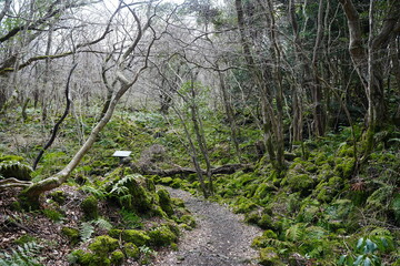 bare old trees in wild forest
