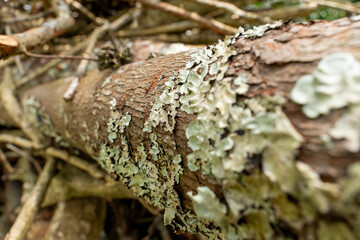Macro close-up on white, crustose lichen and moss growing on the textured brown bark of a fallen tree log in a forest.
