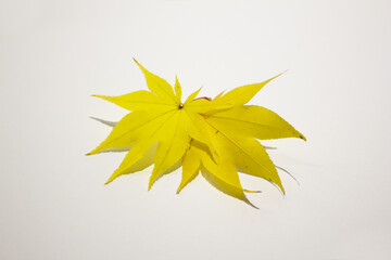 It is a yellow maple leaf placed on a white background.