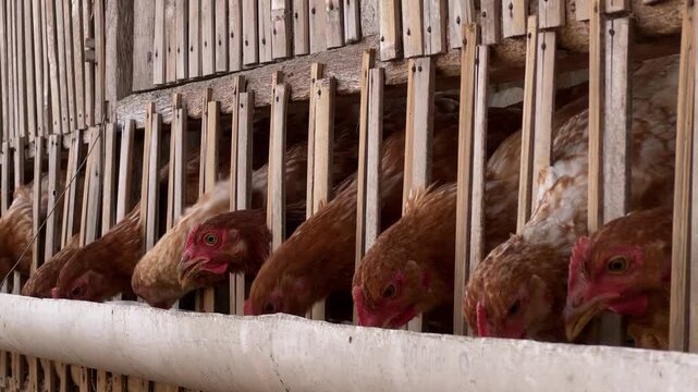 Close-up of brown laying hens eating feed in a wooden cage at a poultry farm. Concept of local livestock, egg production, organic farming, and traditional chicken coop agriculture