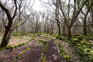 the remaining snow and mossy rocks
