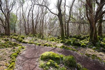fine path through mossy rocks in the sunlight

