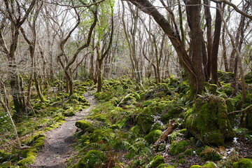 fine path through mossy rocks in the sunlight
