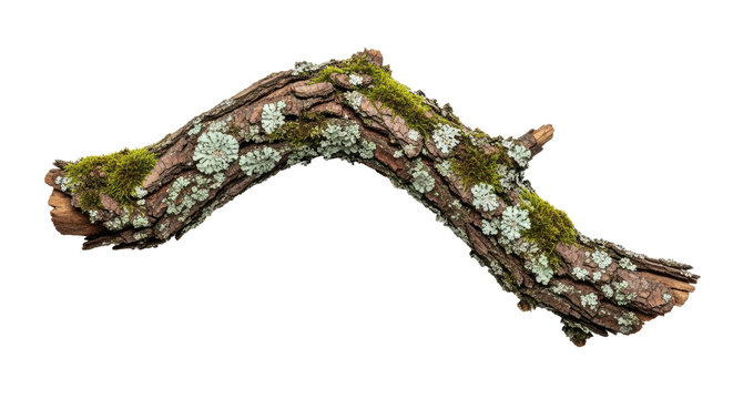 Closeup of Tree Branch with Moss and Lichen.
