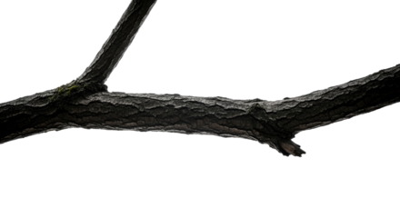 Closeup of Twisted Black Tree Branch.