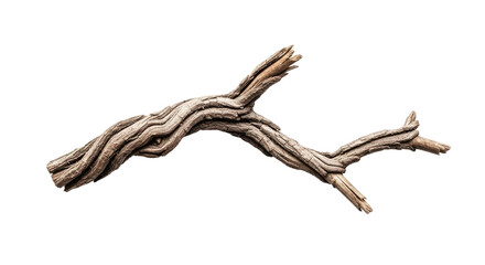 Closeup of Twisted Dry Tree Branch.