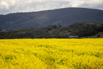 Campo amarillo