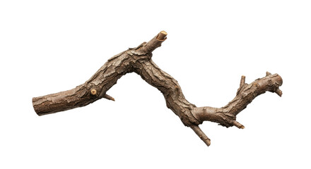 Fototapeta premium Closeup of Twisted Tree Branch in Nature.