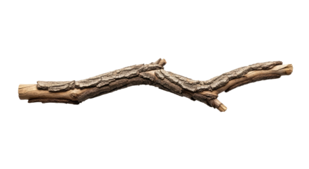 Closeup of Twisted Tree Branch on White Background.