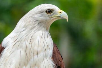 portrait of a golden eagle