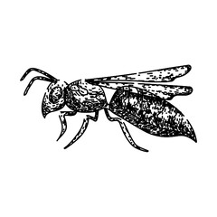 Vector illustration of a black beetle insect, macro detail on white