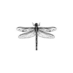 Macro close-up of a green dragonfly insect with transparent wings flying on a clean white background