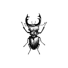 Closeup macro of a black stag beetle insect (Coleoptera) isolated on a white background, highlighting its anatomy, horn, and antenna