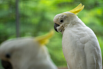 portrait of a white parrot