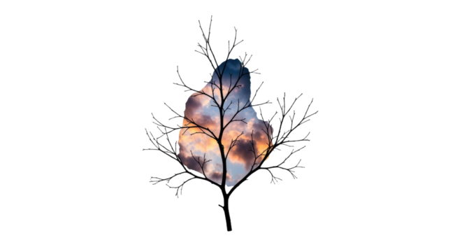 Colorful Autumn Leaf with Bare Branches.