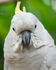 close up of a white parrot