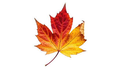 Colorful Autumn Maple Leaf Isolated on White Background.