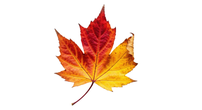 Colorful Autumn Maple Leaf Isolated on White Background.