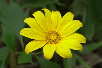 A close-up photo of a vibrant yellow Mexican sunflower taken under the bright summer sunlight