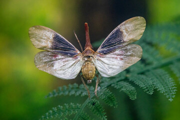 Insect on leaf
