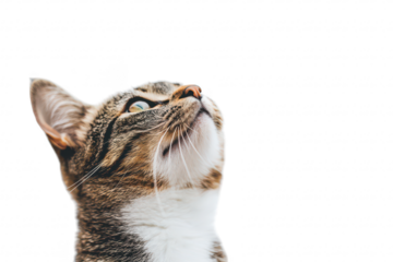 A curious tabby cat gazing upward with bright eyes against a clean white background. capturing a moment of wonder and exploration. perfect for pet-themed content and animal photography