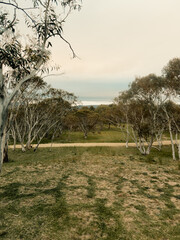 Snowy Mountains Wildlife, NSW, Kosciuszko Mountain, Australia