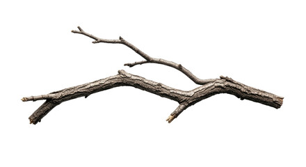 Dry Fallen Tree Branch on White Background 1.
