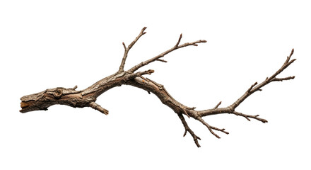 Dry Leafless Tree Branch Isolated on White Background 2.