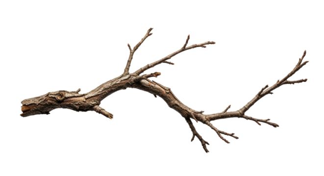 Dry Leafless Tree Branch Isolated on White Background 2.