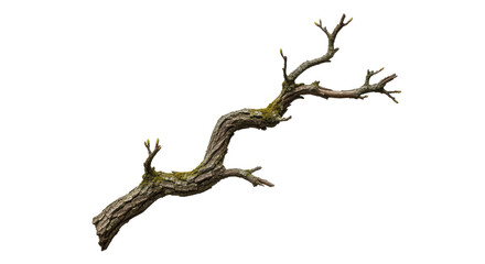 Dry Leafless Tree Branch Isolated on White Background.