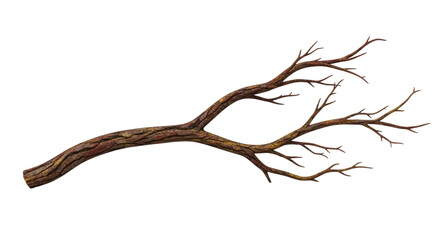 Dry Leafless Tree Branch on White Background 2.