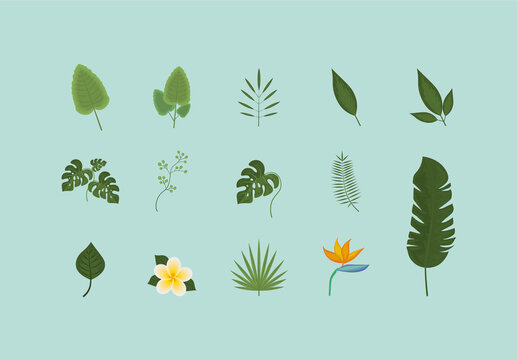 Colorful Tropical Leaves Plants Palm Flower Illustrations Set