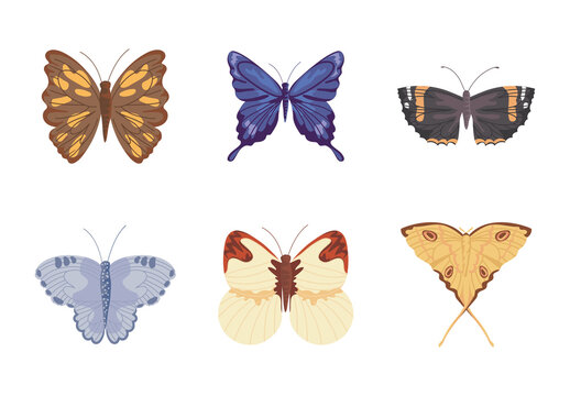 Colorful Butterfly Insect Nature Wildlife Illustrations Set