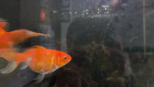 Goldfish swimming in a clear freshwater aquarium. Beautiful orange oranda and common goldfish moving underwater in a fish tank. Concept of aquatic pets, hobby, and home decoration.