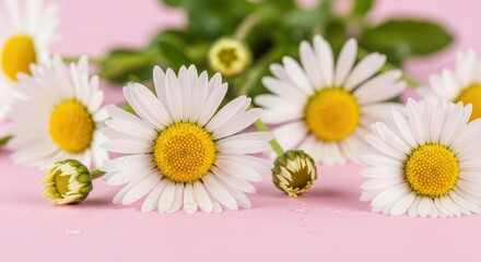 Obraz premium Daisies on a pink background with water droplets.