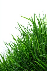 Lush Green Grass with Water Droplets on White Background in Natural Light
