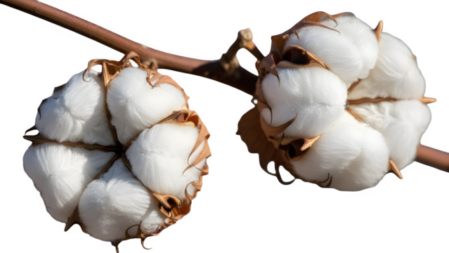 Two open cotton bolls on a branch isolated on transparent background