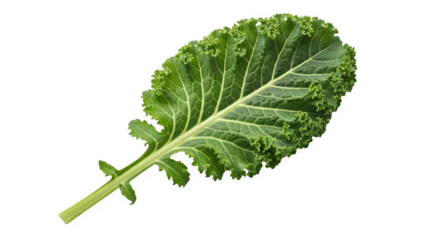 Fresh green kale leaf isolated on transparent background