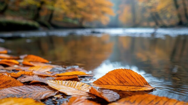 Close-up of fallen autumn leaves floating on the surface of a calm stream, with a blurred forest in the background. The scene is bathed in soft, natural light,