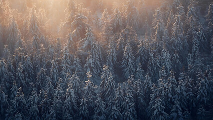 Dense pine forest covered in snow during golden hour