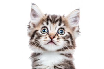 A close-up portrait of an adorable kitten with striking blue eyes and fluffy fur. set against a pure white background. its curious expression and playful demeanor